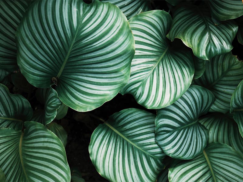 10 indoor plants to decorate your home in spring